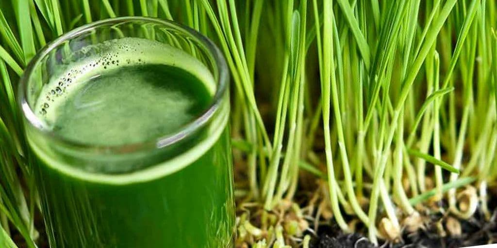 Green juice in front of wheatgrass