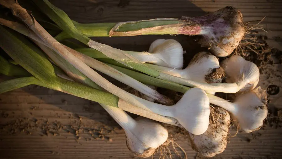 Garlic Supplements: The Ultimate Guide to Understanding Aged Garlic Extract