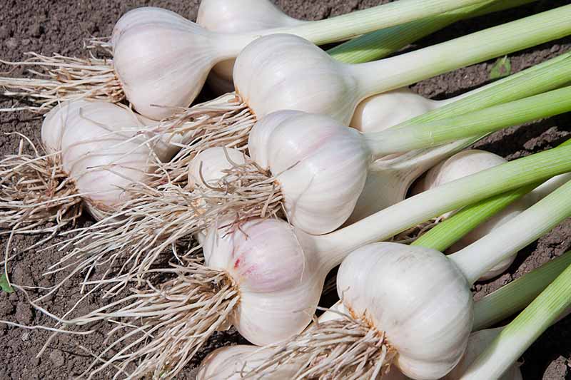 garlic bulbs green